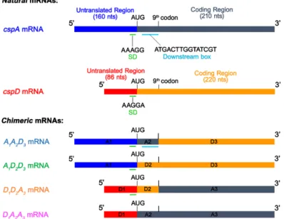 Figure 1. Schematic representation of the mRNAs prepared and used in this study. The two original 