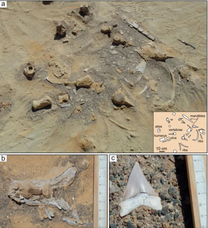 Figure 5. Fossil vertebrates from Ct1a facies association. (a) Disarticulated skeleton of Squalodelphinidae indet