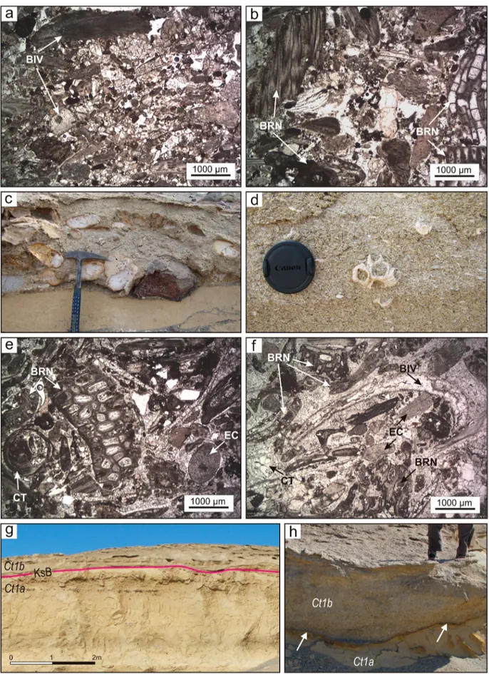 Figure 3. (a –b) Thin-section photomicrographs of a coarse-grained bed within Ct1a showing barnacles (BRN) and bivalves (BIV); (c) the conglomerates in Ct1a include rounded to sub-rounded, pebble- to cobble-sized clasts derived from the pre-Cenozoic baseme