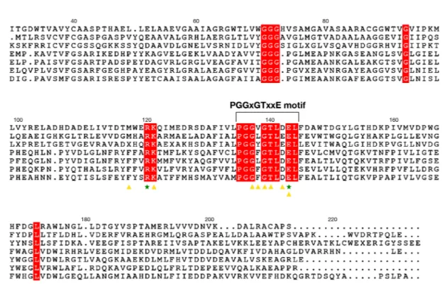 Figure 1.  BP1253 from B. pertussis is a homolog of LOG proteins. Sequence alignment of type-I and type-II 