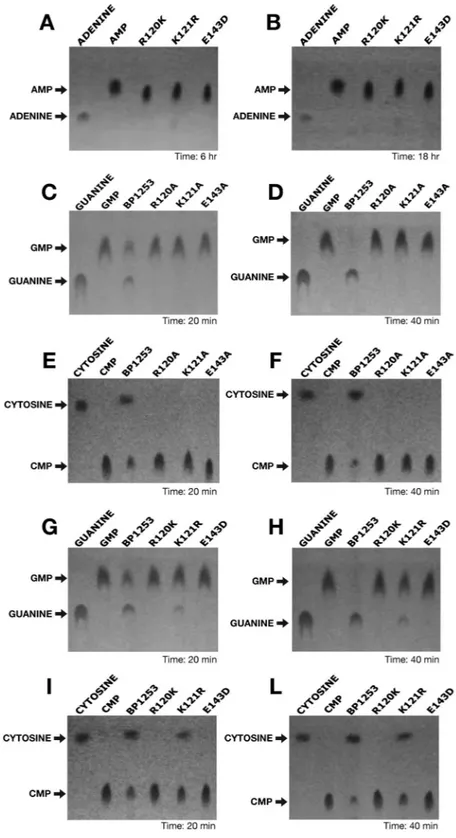 Figure 5.  Site–directed mutagenesis identifies the catalytic residues of BpLOG. The phosphoribohydrolase 