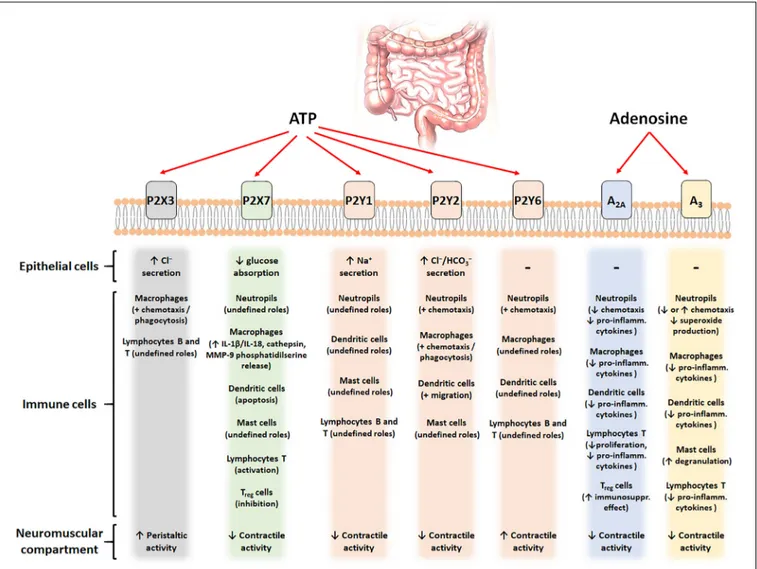 FIGURE 1 | Schematic figure with the putative contribution of the main purinergic signals (ATP and adenosine) and their different receptors (P2X3, P2X7, P2Y 1,2,6 , A 2A , and A 3 ) in different cell types of the intestinal tract.