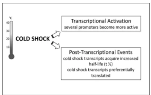 Figure 9. Scheme summarizing the transcriptional and post- post-transcriptional events triggering de novo infB expression in cold stressed Escherichia coli cells.