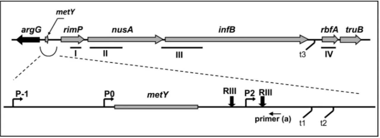 Figure 1. Scheme of the Escherichia coli chromosomal region corresponding to the nusA-infB operon
