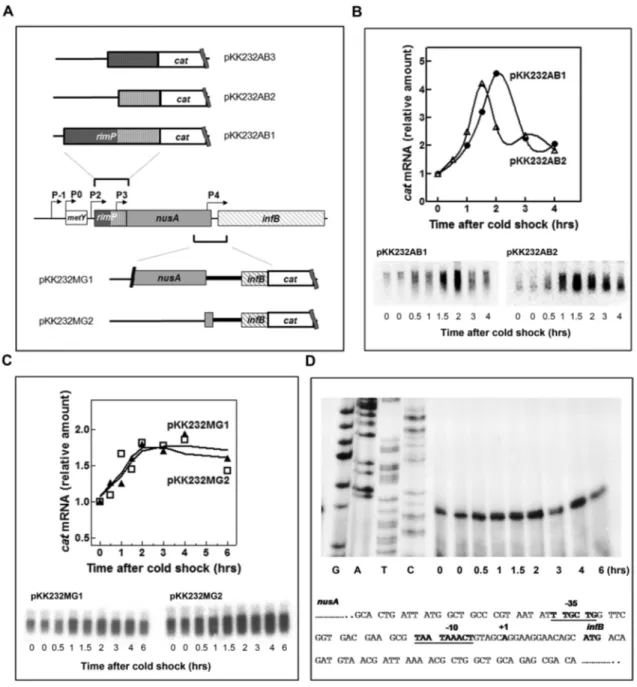 Figure 7. Identification of P3 and P4 two new cold-inducible promoters in the nusA-infB operon