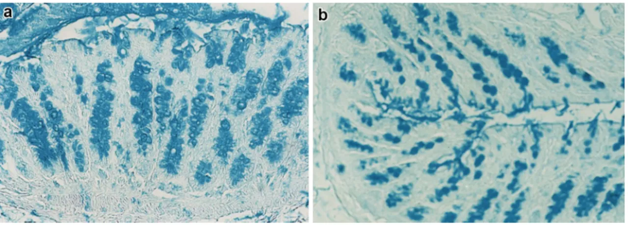 Fig. 1   a, b Histological appearance of the distal colon of rats in AB pH 2.5. a Control rats show strong staining in the goblet cells of the surface  epithelium and along the crypts