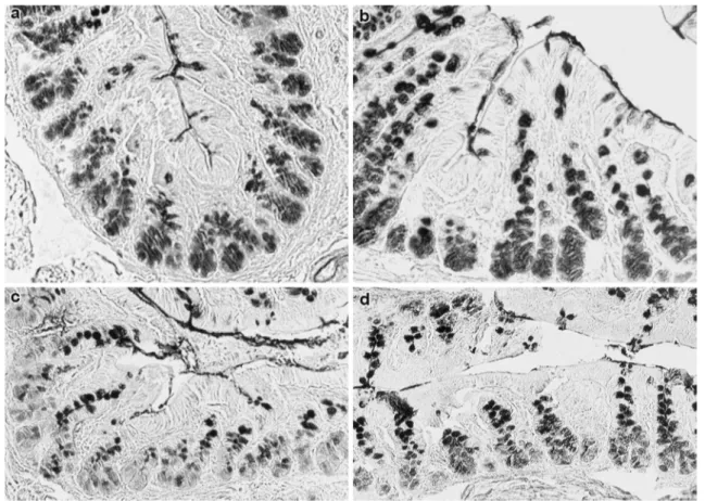 Fig. 2   a–d Histological appearance of the proximal colon of rats.  The reactivity produced by LID reaction in control (a) and STD rats  (b) shows the distribution of acidic groups