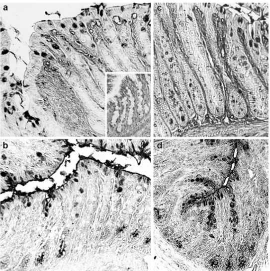 Fig. 4   Histological appear- appear-ance of the distal colon of rats.  Sialidase digestion induces  new PNA reactivity in surface  goblet cells in the distal colon  of STD rats (a) when compared  with PNA binding pattern at  the same sites (inset in a)