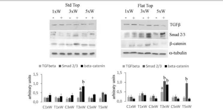 FIGURE 6 | Signaling pathways involved in osteogenic effects by photobiomodulation. Western Blotting analysis of transforming growth factor β (TGFβ) Non-phospho-β-catenin (β-catenin) and phospho-Small-mothers against decapentaplegic (Smads) 2/3 proteins (n