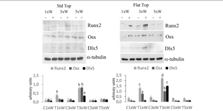 FIGURE 2 | Effect of photobiomodulation on pre-osteoblasts differentiation. Western Blotting analysis of runt-related transcription factor 2 (Runx-2), osterix (Osx) and Distal-less homeobox 5 (Dlx5) proteins (n = 3)