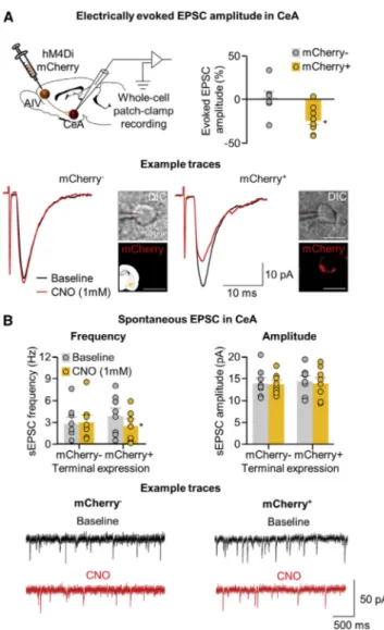 Figure 5. Effect of CNO Application on Evoked and Spontaneous EPSCs in Rats Expressing hM4Di Receptors in AIV /CeA Neurons