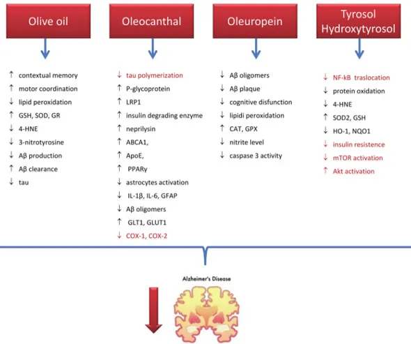 Figure 2. Mechanisms of action of olive oil and its phenols in preventing/counteracting AD