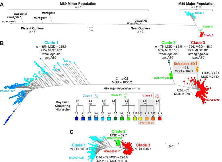 FIG 2 Genetic relationships among emm89 strains. Genetic relationships were inferred by the neighbor-joining method based on concatenated core chromo- chromo-somal SNP data using SplitsTree