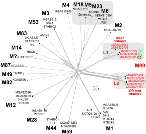 FIG 3 Genetic relationships between strains of various Emm/M protein serotypes. Genetic relationships were inferred among 49 GAS strains of 20 M types based on 75,184 concatenated core chromosomal SNPs by the neighbor network method