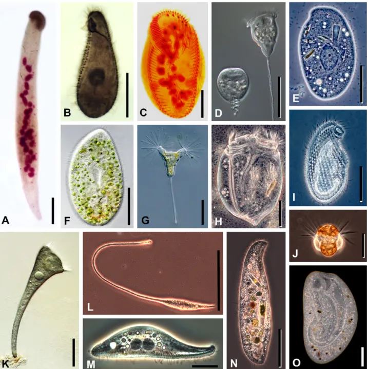Figure 2 Photomicrographs of representative ciliate taxa (originals from D. J. Patterson)