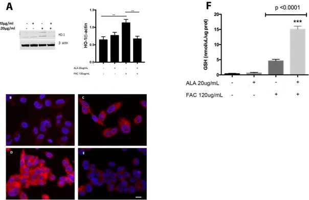 Figure 2. Immunofluorescences of TUFM localization in untreated HS-5 cell cultures (A) following 