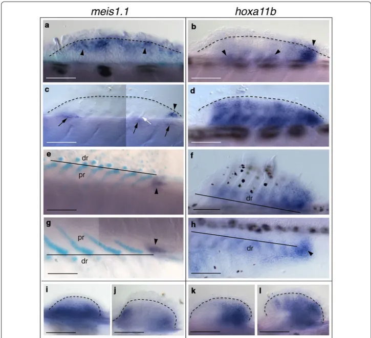 Fig. 1  meis1.1 and hoxa11b expression in zebrafish fins. a–f Dorsal, g, h anal and i–l pelvic fins