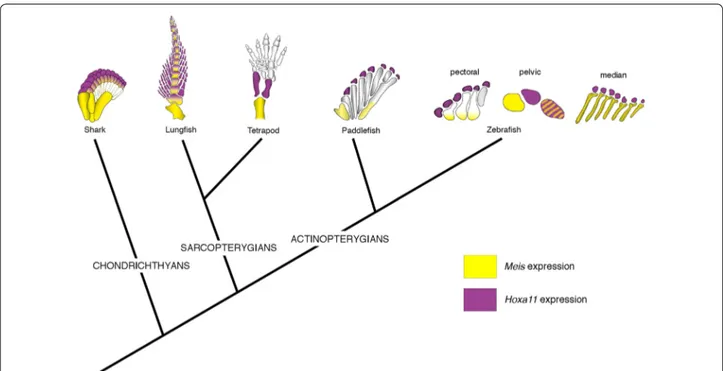 Fig. 4 Late-phase Meis and Hoxa11 expression in vertebrate appendages. The tree shows phylogenetic relationships of chondrichthyans, sarcop- 