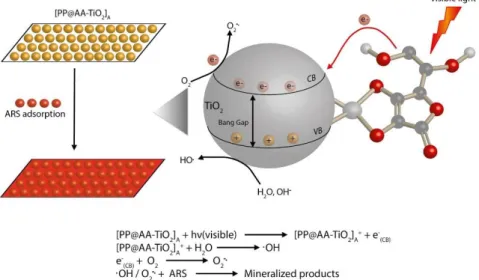 Figure 10. Mechanism of photocatalytic process by using [PP@AA-TiO 2 ] A  for the degradation of ARS  solution