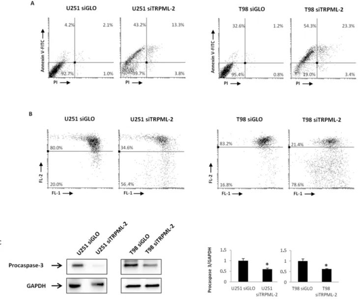 Figure 9: TRPML-2 knock-down induces apoptotic cell death in siTRPML-2 glioma cell lines