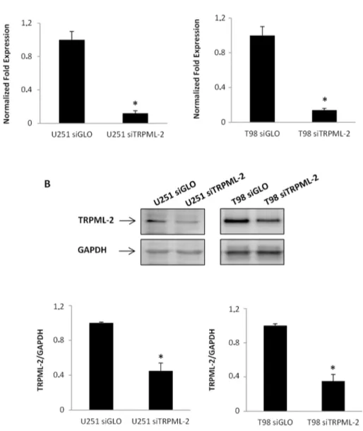 Figure 5: TRPML-2 silencing reduces the TRPML-2 mRNA and protein expression in glioma cell lines