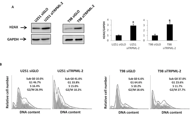 Figure 7: TRPML-2 silencing induces DNA damage and a subG0 cell phase increase in glioma cell lines