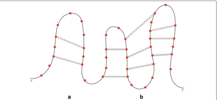 Fig. 2 An RNA secondary structure. Each nucleotide is represented by a ball, a strong interaction is depicted by a line and a weak interaction by a zigzagged line