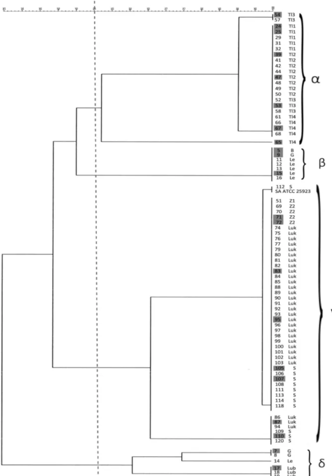 Fig. 1. Dendrogram illustrating phylogenetic similarity and clustering of bovine mastitis S