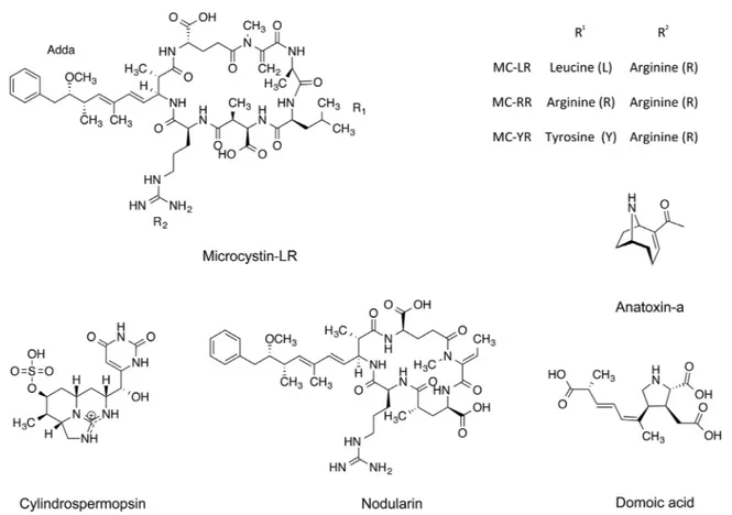 Figure 1. Structures of the representative toxins analyzed in the present study: microcystin-LR, cylindrospermopsin, anatoxin-a, domoic acid, and nodularin