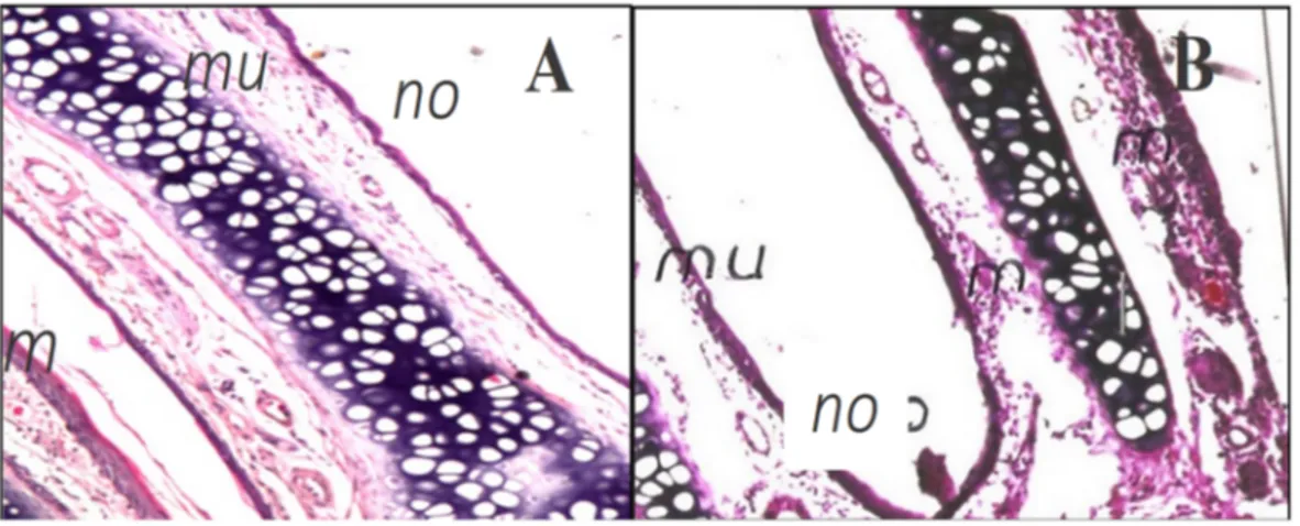 Figure 6. Light micrograph of (A) untreated nasal rat epithelium (with saline only) showing normal  structure of the nose (no) with intact mucosal epithelium (mu)