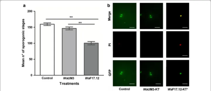 Fig. 1  WaF17.12 in vitro killing activity against sporogonic stages of PbCTRPp.GFP (a) and cell viability assay (b)