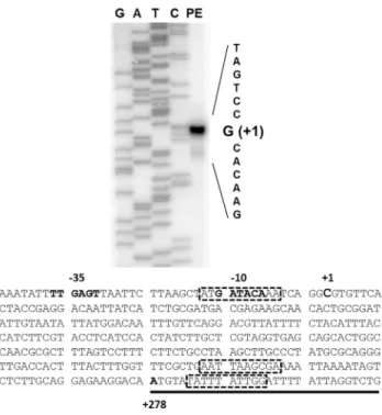 Fig 3. Identification of the mdtJI promoter region. The mdtJI transcription start site was located by primer extension of the mdtJI mRNA