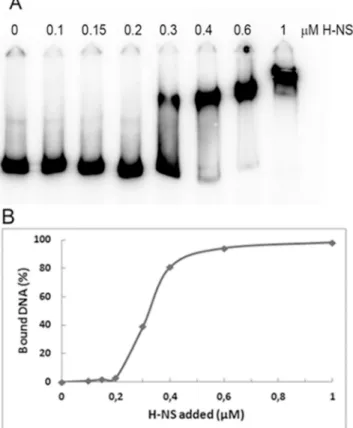 Fig 4. H-NS binds the mdtJI promoter region. (A) A 32 P-labelled 588 bp DNA fragment covering the mdtJI promoter was incubated at 20°C for 10 min with the indicated concentrations of purified H-NS and subjected to an electrophoretic mobility shift assay