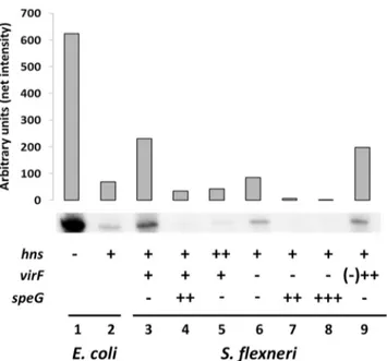 Fig 1. H-NS, VirF and spermidine regulate mdtJI expression. Northern analysis of mdtJI expression performed with a α- 32 P-labelled mdtJI probe and total RNA extracted from the following strains: E