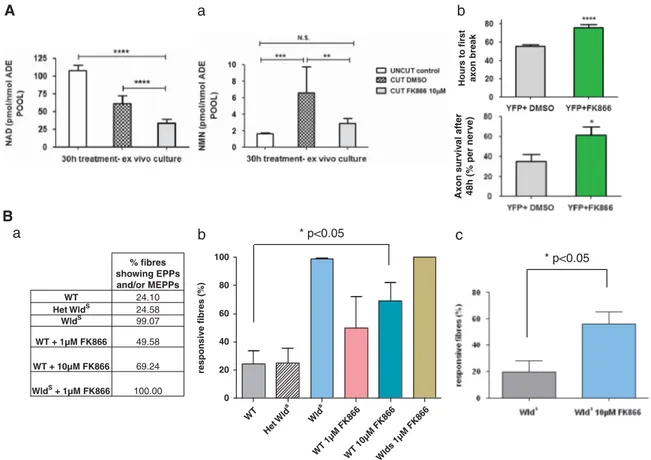 Figure 5 FK866 is effective ex vivo and preserves functional axons and neuromuscular synapses