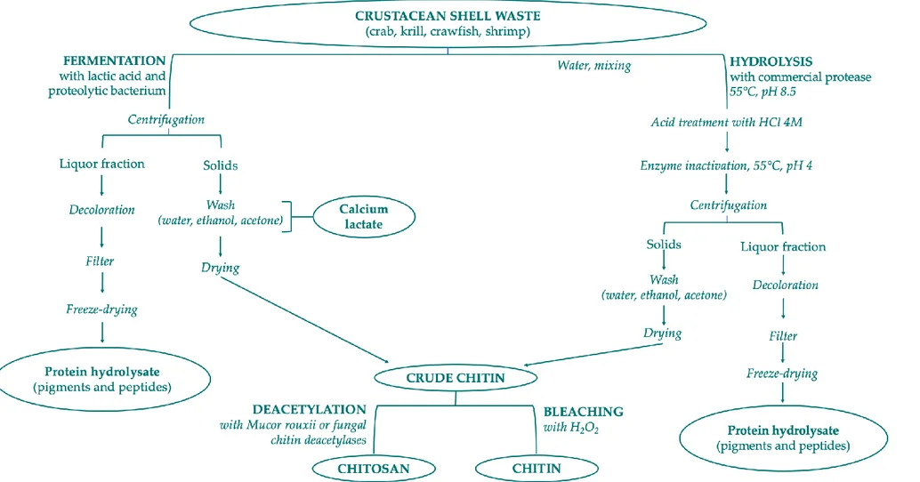 Figure 3. Scheme of chitin and chitosan production following biological methods.  Figure 3