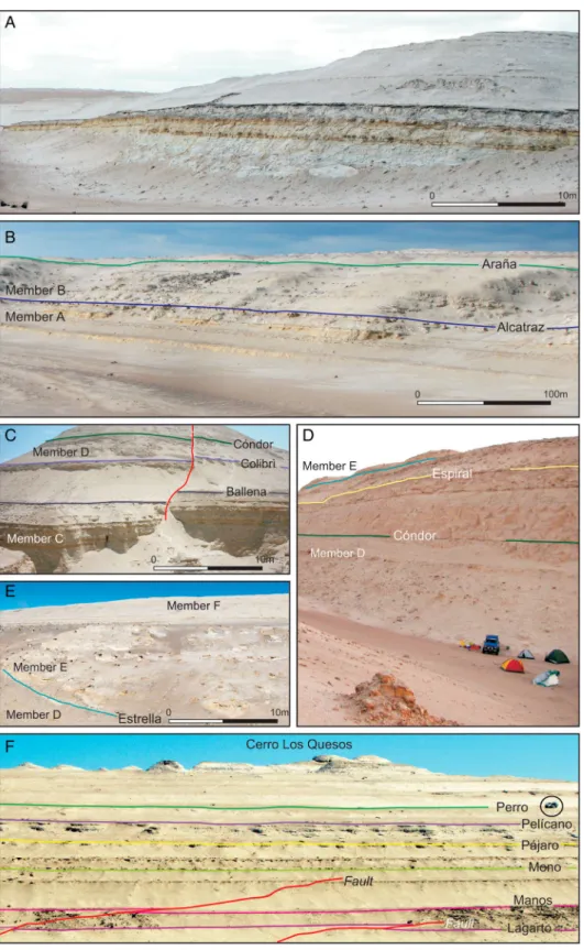 Figure 4. Compilation of photographs showing typical features of members A –F of the Pisco Formation near Cerro Los Quesos