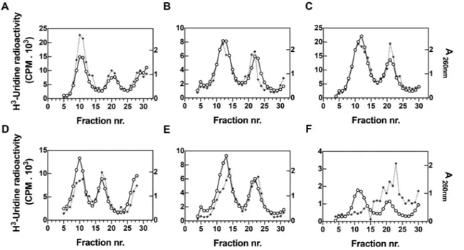 Figure 5. Temperature-dependent effect of IF2 mutations on ribosomal subunit assembly