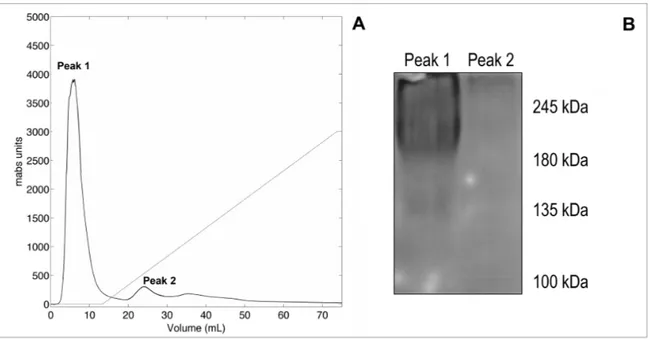 Figure 1. (A): elution profile obtained from the anion-exchange chromatography (DEAE) performed 