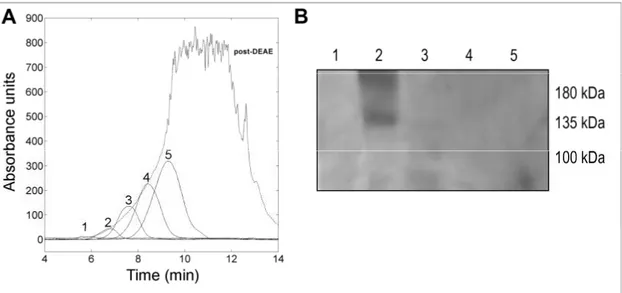 Figure 2. (A): superimposition of the profile obtained from the gel filtration chromatography (post-
