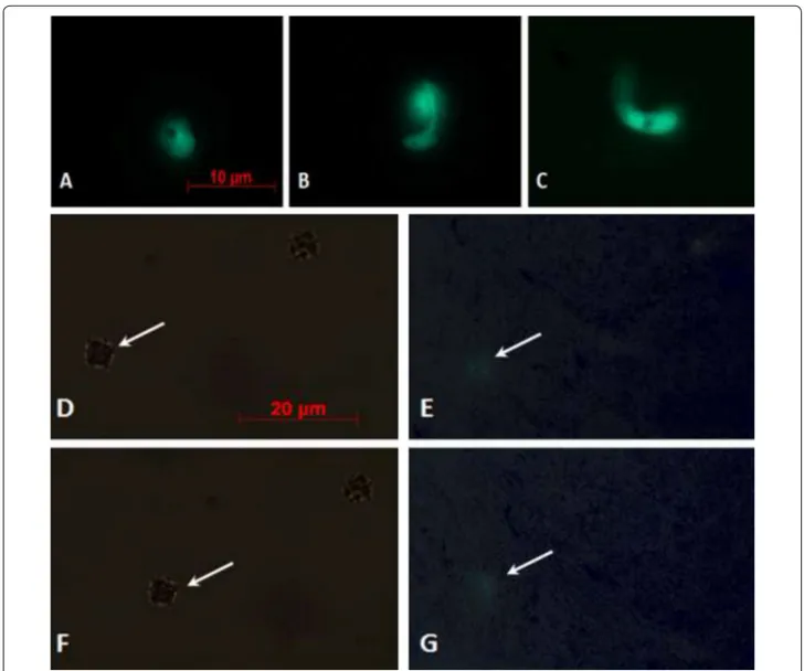 Fig. 4  Fluorescence microscopy evaluation of GFP-transfected parasites. Different stages of untreated parasite development are shown in a–c 