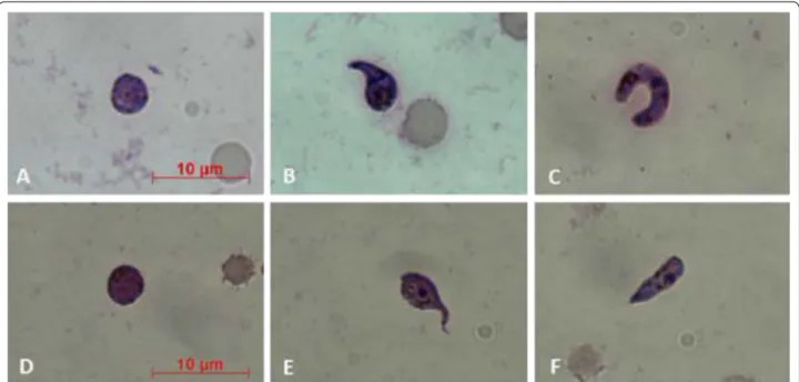 Fig. 5  Images of Plasmodium berghei cultures in Giemsa-stained smears. Parasites sporogonic stages, both controls (a–c) and treated with 100 µg/