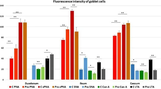 Figure 6. Number of goblet cells of C and P in guinea fowl intestine stained with Peanut agglutinin 