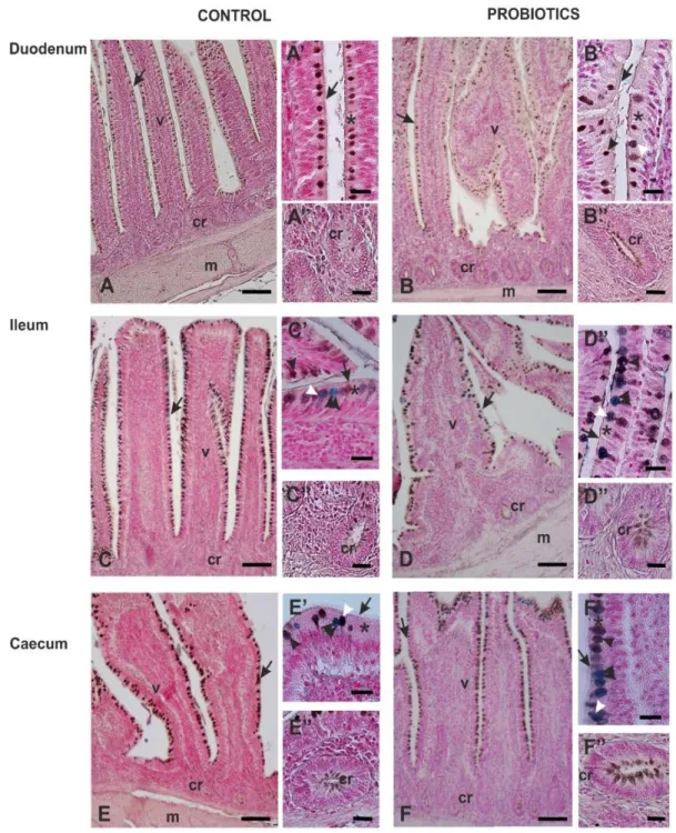 Figure 4. HID/AB2.5 staining sequence of guineafowl duodenum (A,B), ileum (C,D) and caecum  (E,F)