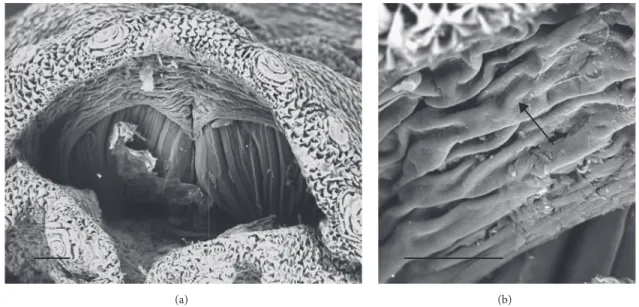 Figure 4: Sarcophaga sp. third instar larva: SEM images. (a) Overview of the posterior spiracle cavity