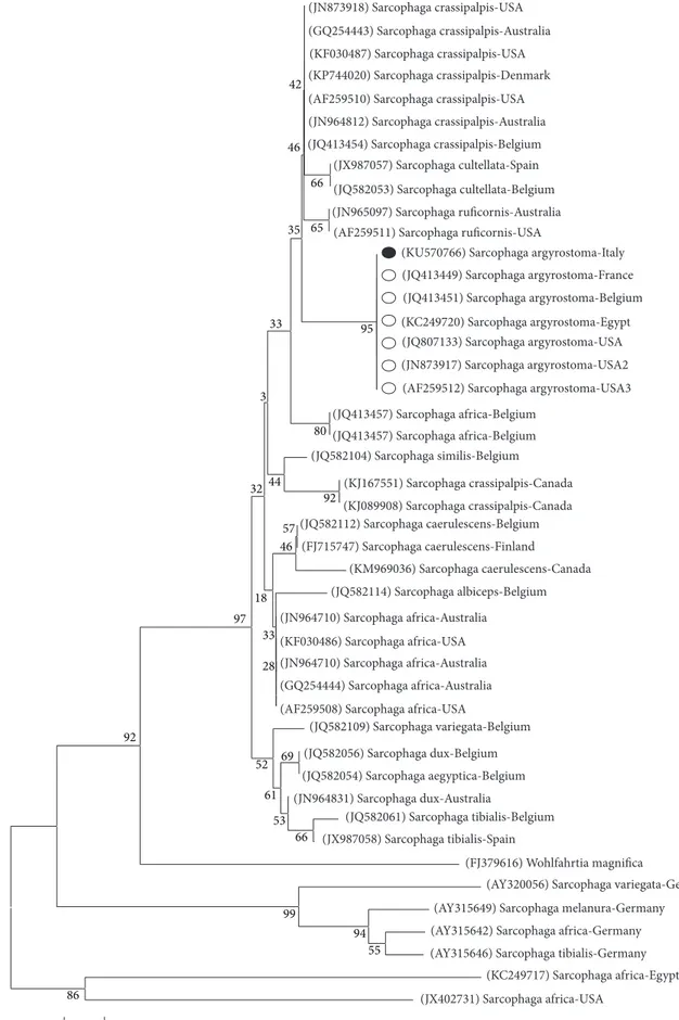 Figure 5: The Neighbor-Joining (NJ) phylogenetic tree based on analysis of the partial cytochrome 