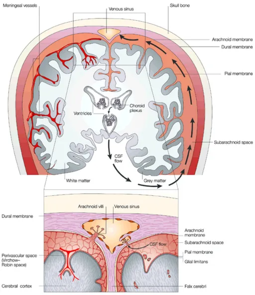 Figure 1. CNS anatomy and the CSF circulation. The CNS is protected by the meninges (arachnoid, dural, and 