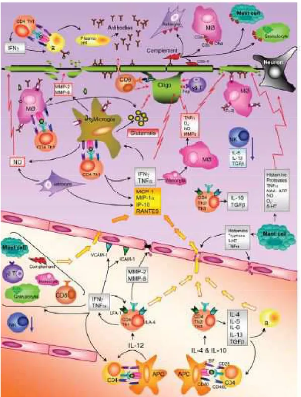 Figure 3. Immune mechanisms in the MS disease process. The figure summarizes the most important events in 