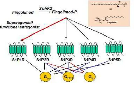 Figure 8. Structure of Fingolimod and its mechanism of action. Fingolimod phosphate activates S1P1R, S1P3R, 