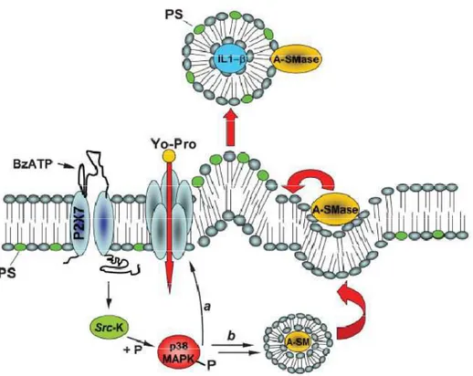 Figure 11. Model for P2X7 receptor-induced signaling pathway involved in MV shedding proposed by Bianco  et  al